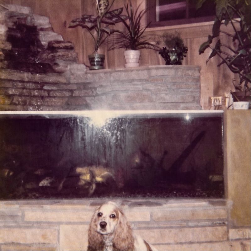 363) Ray's fish pond with waterfall in his basement with Cherry.