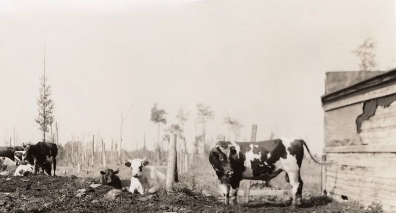 181) Someones farm after the fire?