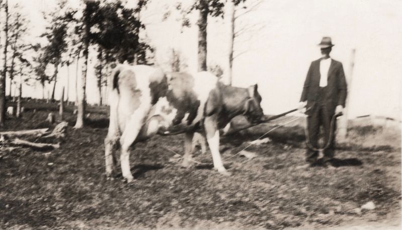 182) John Estlund and his cow?