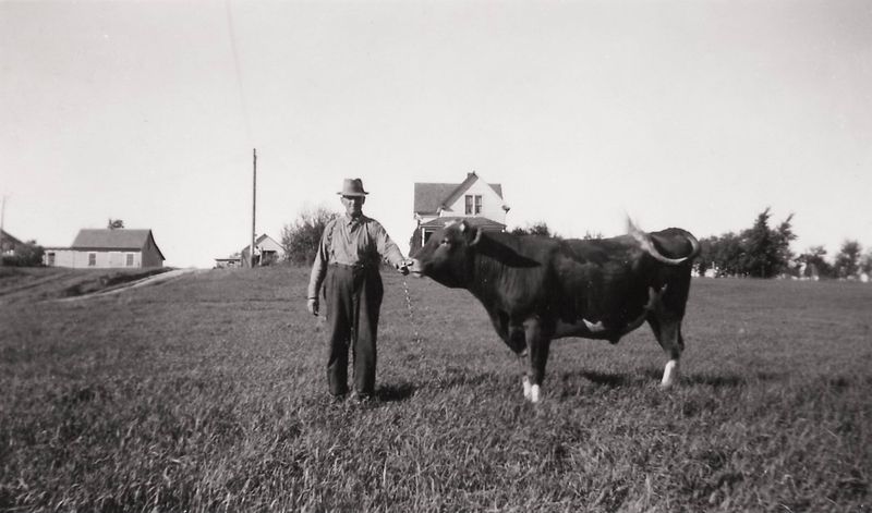 191) John Estlund and his cow.