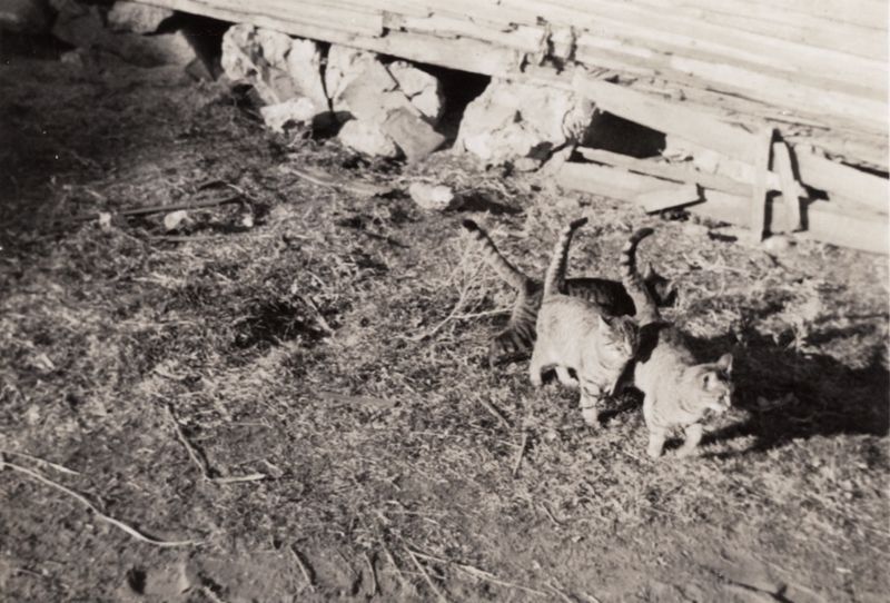 373) barn cats