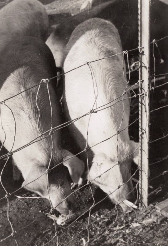 375) Pigs
