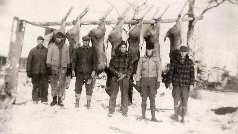 386) The deer kill
