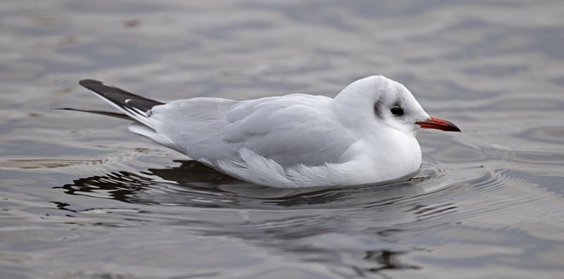Black-headed Gull  (Chroicocephalus ridibundus)