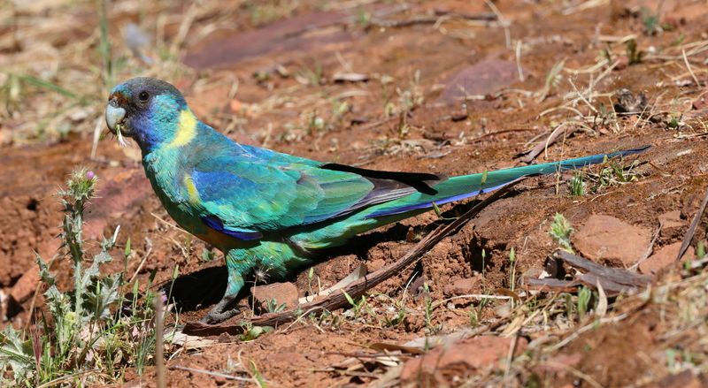 Australian Ringneck  (Barnardius zonarius)