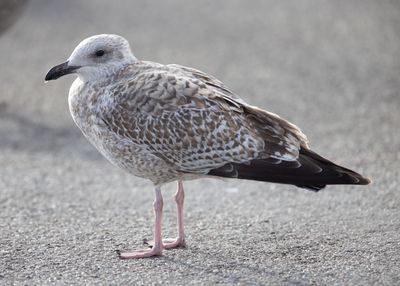 Herring Gull  (Larus argentatus)