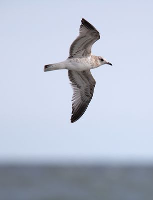 Common Gull (Larus canus)
