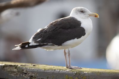 Great Black-backed Gull  (Larus marinus)