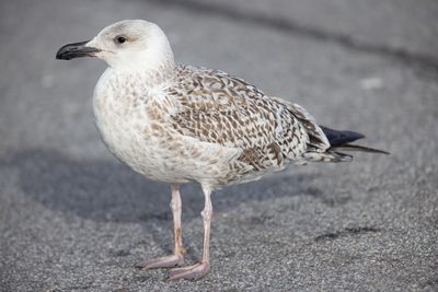 Great Black-backed Gull  (Larus marinus)