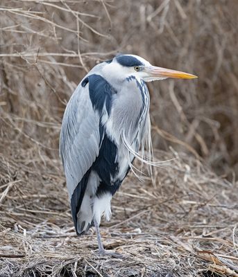 Grey Heron  (Ardea cinerea)