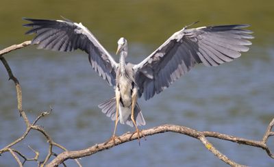 Heron and Egrets