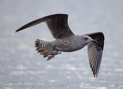 Herring Gull  (Larus argentatus)