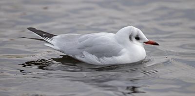 Black-headed Gull  (Chroicocephalus ridibundus)
