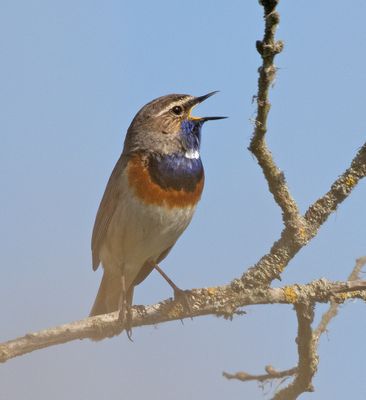 Bluethroat (Luscinia svecica)