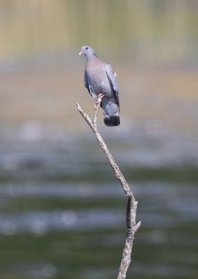 Stock Pigeon (Columba oenas)