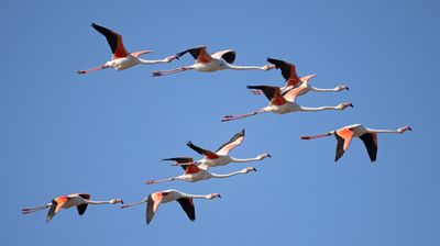 Storks, Ibises, Spoonbills and Flamingos