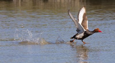 Red-crested Pochard (Netta rufina)