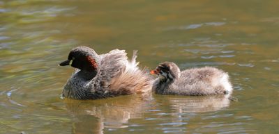 Australasian Grebe (Tachybaptus novaehollandiae)