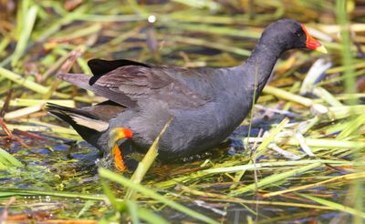 Dusky Moorhen  (Gallinula tenebrosa)