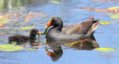 Dusky Moorhen  (Gallinula tenebrosa)