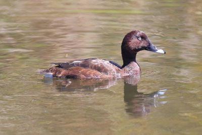 Hardhead  (Aythya australis)