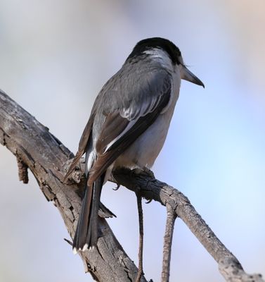 Grey Butcherbird  (Cracticus torquatus)
