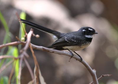 Grey Fantail  (Rhipidura albiscapa)