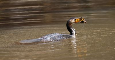 Little Pied Cormorant (Microcarbo melanoleucos)