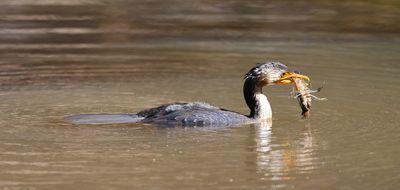 Little Pied Cormorant (Microcarbo melanoleucos)