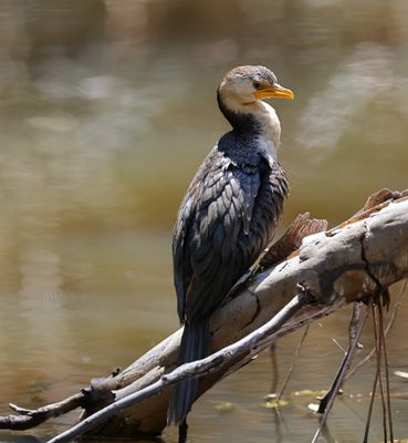 Little Pied Cormorant (Microcarbo melanoleucos)