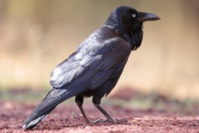 Australian Raven  (Corvus coronoides)