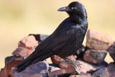 Australian Raven  (Corvus coronoides)