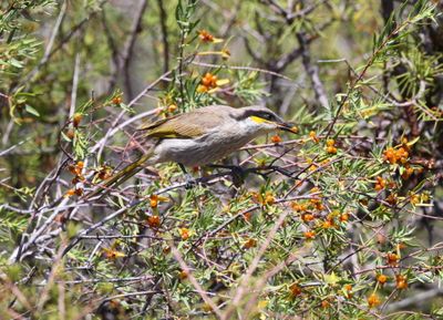 Singing Honeyeater  (Gavicalis virescens)