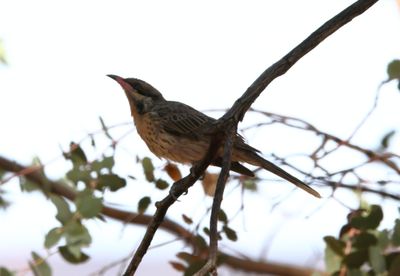 Spiny-cheeked Honeyeater  (Acanthagenys rufogularis)