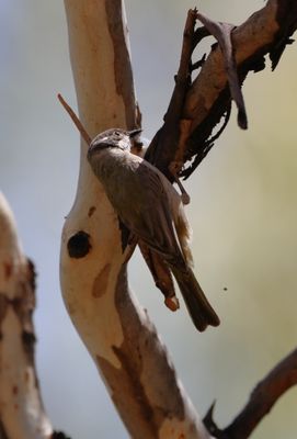 Brown-headed Honeyeater  (Melithreptus brevirostris)