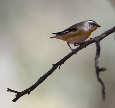 Striated Pardalote  (Pardalotus striatus)