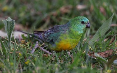 Red-rumped Parrot  (Psephotus haematonotus)