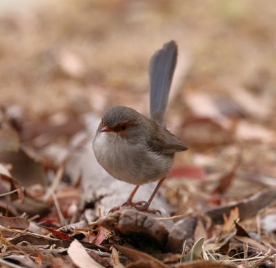 Superb Fairy-Wren  (Malurus cyaneus)