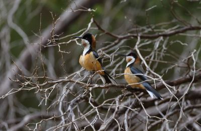 Eastern Spinebill  (Acanthorhynchus tenuirostris)