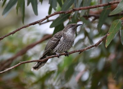 Little Wattlebird  (Anthochaera chrysoptera)