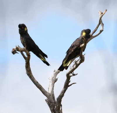 Yellow-tailed Black-Cockatoo  (Calyptorhynchus funereus)