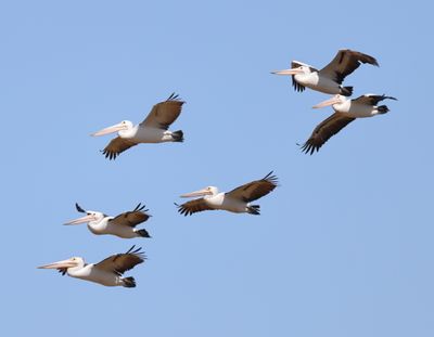 Australian Pelican  (Pelicanus conspicillatus)