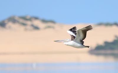 Australian Pelican  (Pelicanus conspicillatus)