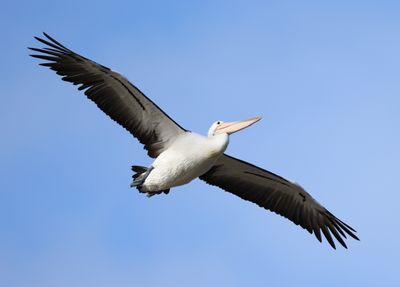 Australian Pelican  (Pelicanus conspicillatus)