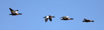 Australian Shelduck  (Tardona tadornoides)