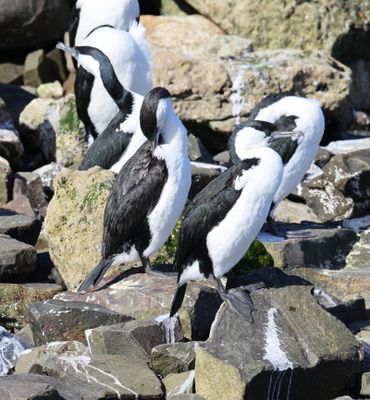 Black-faced Cormorant  (Phalacrocorax fuscescens)