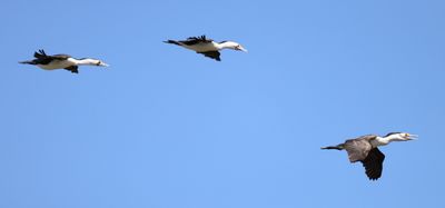 Pied Cormorant  (Phalacrocorax varius)