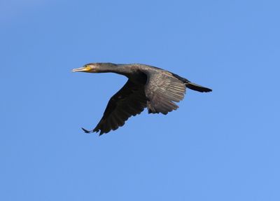 Great Cormorant (Phalacrocorax carbo)