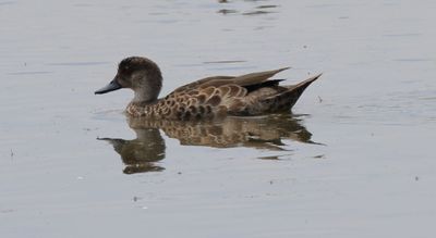 Grey Teal  (Anas gracilis)