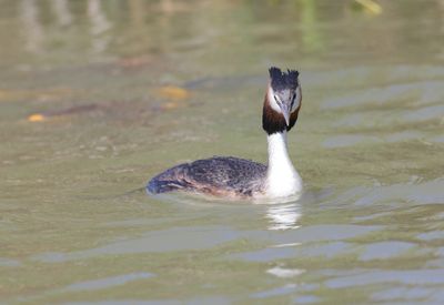 Great Crested Grebe  (Podiceps cristatus)